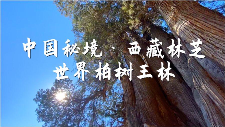 龙年寻龙丨新中国第一龙，为啥叫“青岛龙”？